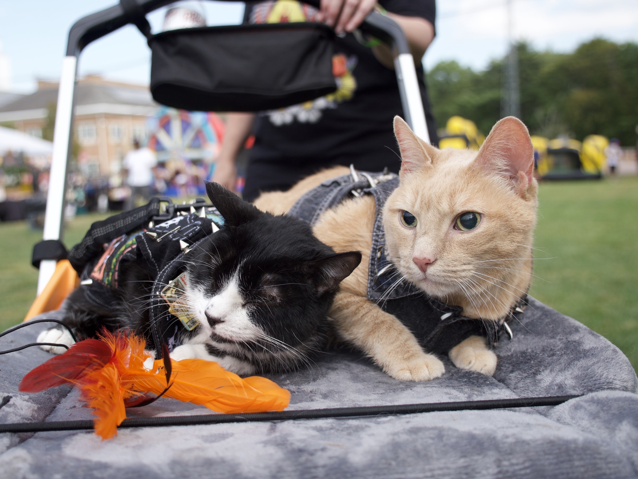 cats on a stroller