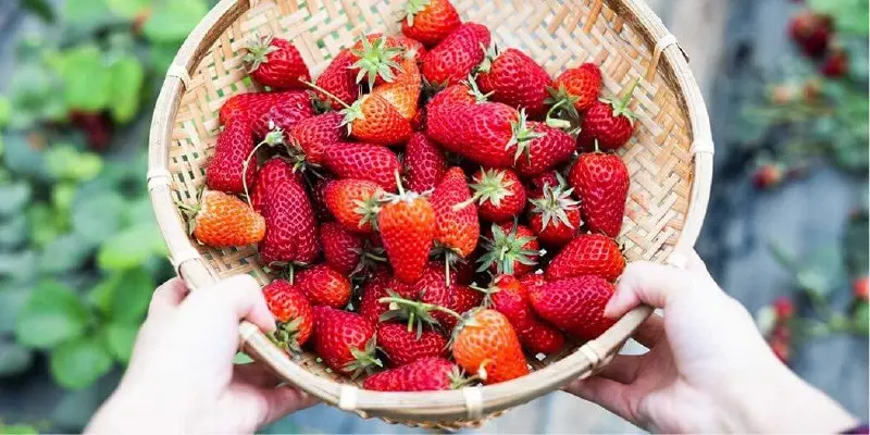 Pick Your Own Farms in NJ!