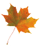 maple leaf